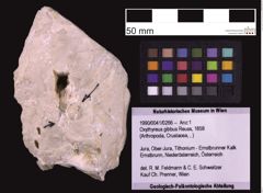 Foto (Objekt + Etiketten) von Oxythyreus gibbus (Reuss, 1858) (NHMW-GEO-1990-0041-0266)